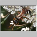 Mellinus crabroneus - Grabwespe w26 12mm - OS-Wallenhorst Sandgrube.jpg